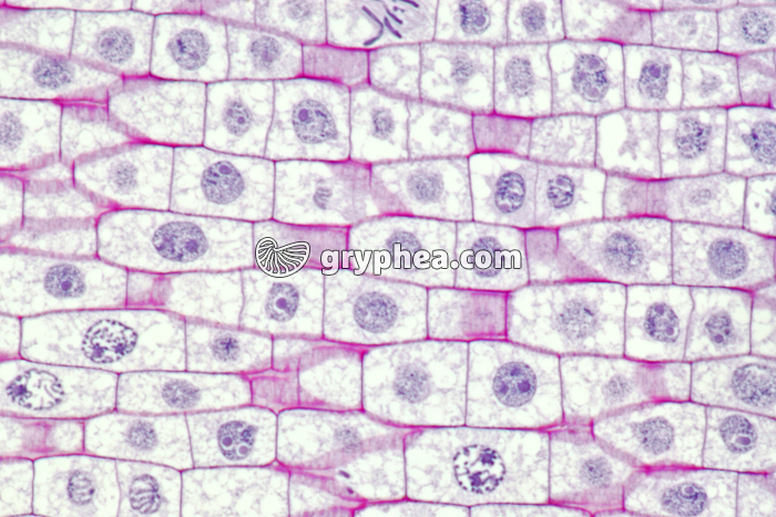 Racine de Blé - Cellules en élongation - zone 1 x150 - gryphea.com